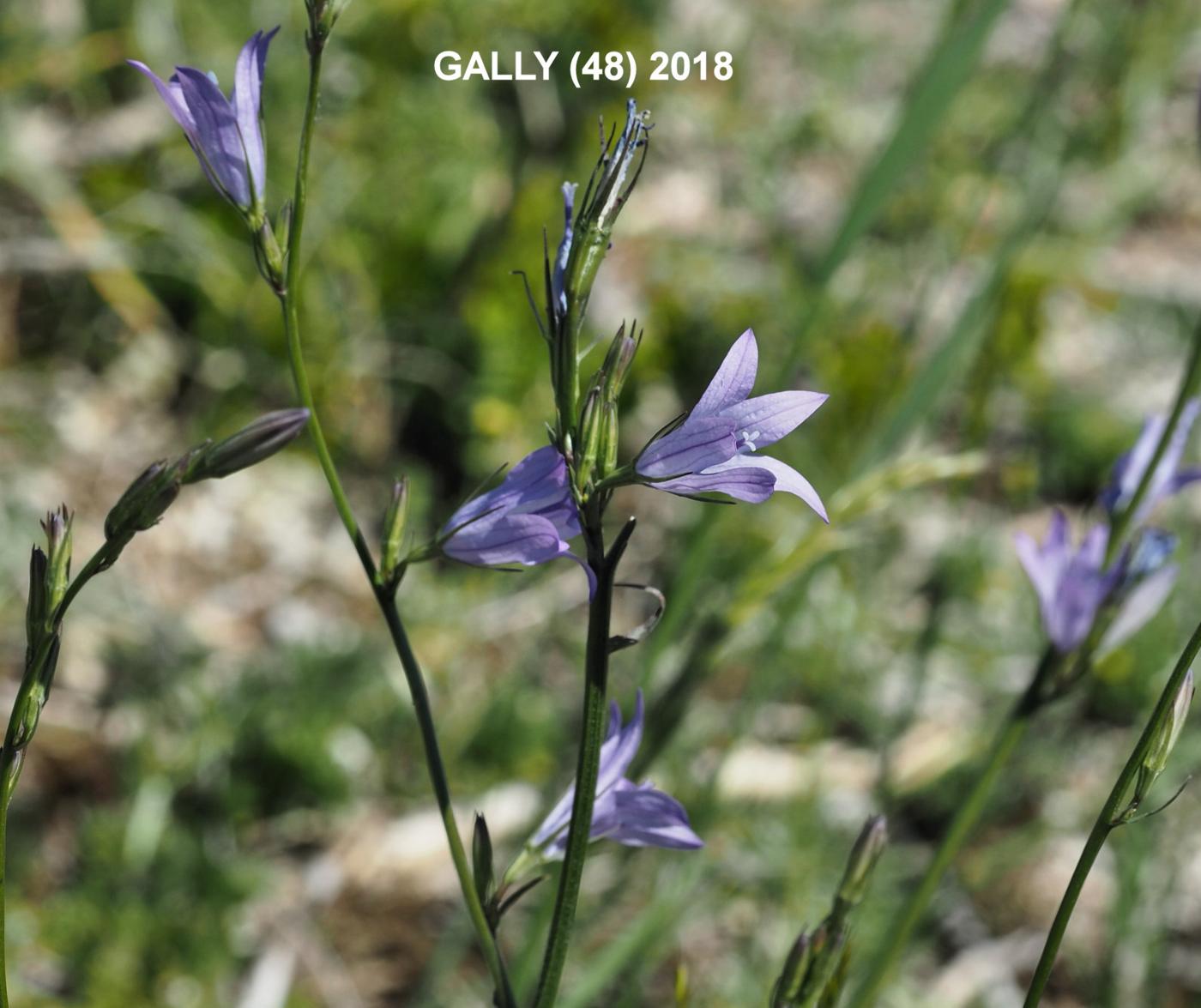 Bellflower, Rampion flower